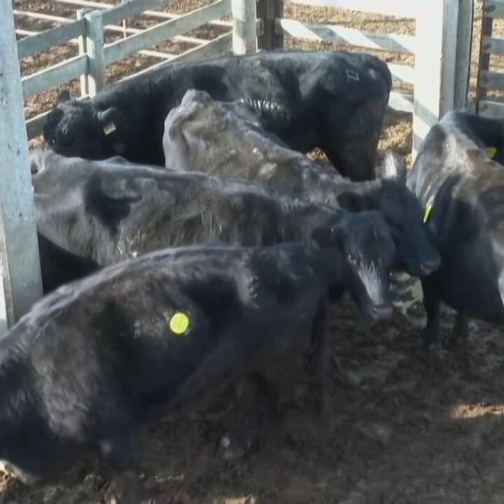 Trump suggests buying beef from Argentina to lower prices in US